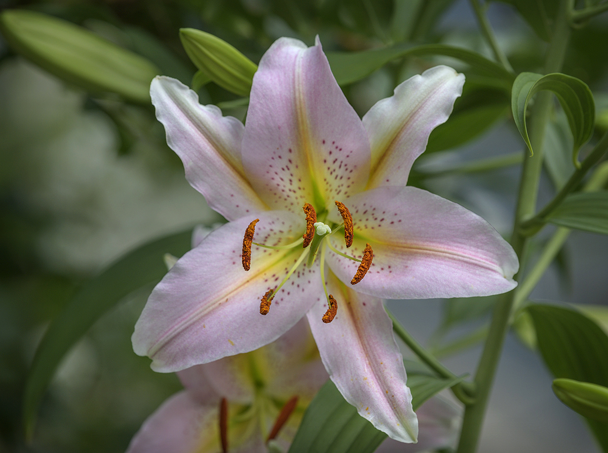 First bloom