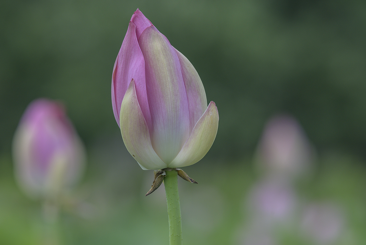 Lotus-in-waiting