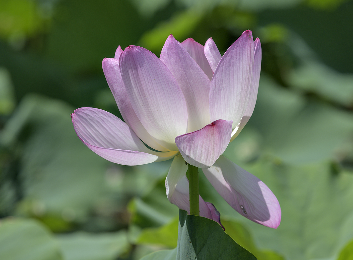 Sunlit lotus