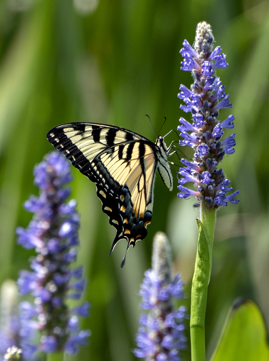 Sunlit butterfly