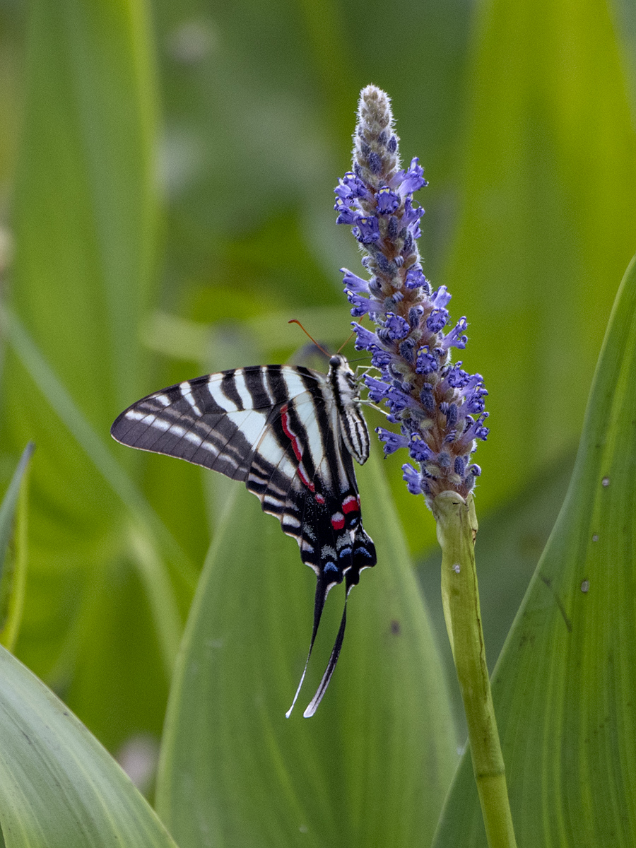 Yet another beautiful butterfly