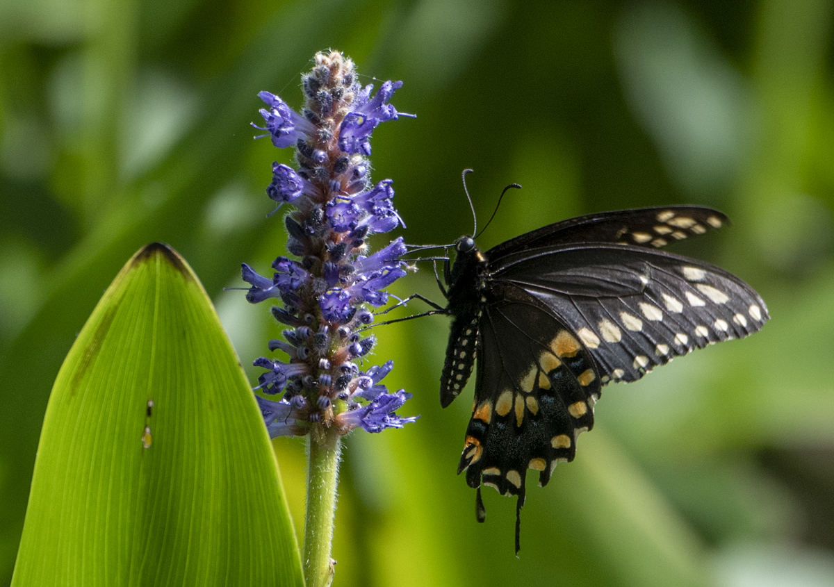 Last butterfly
