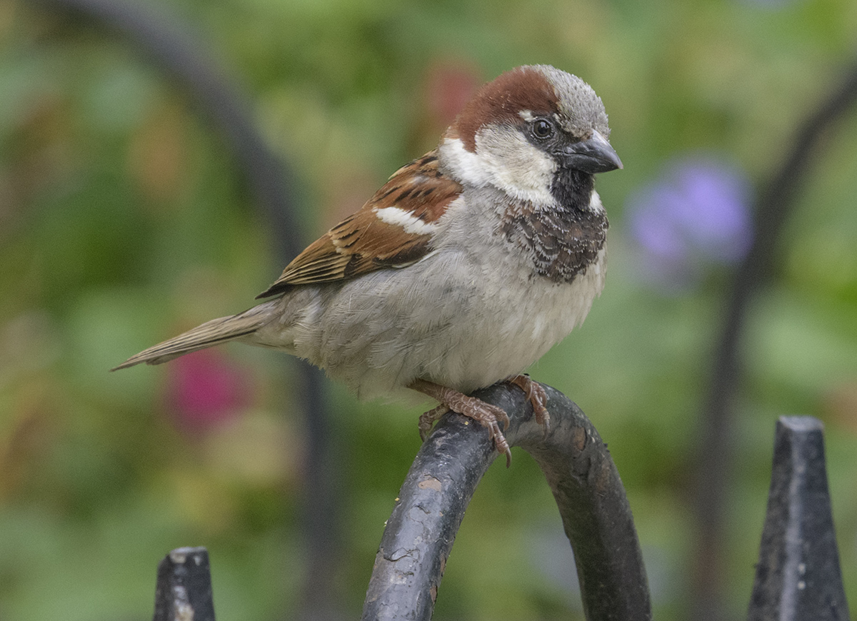 Sparrow haven