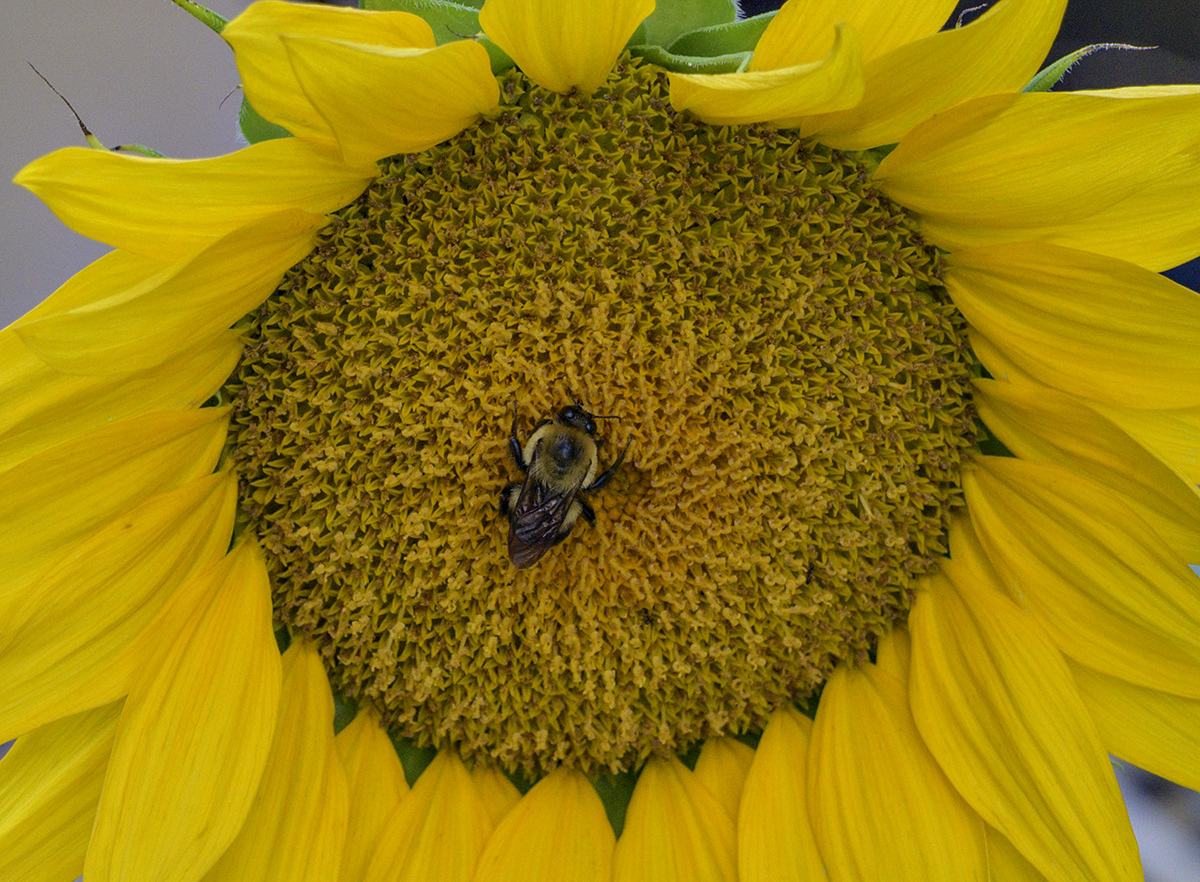 Neighboring sunflower