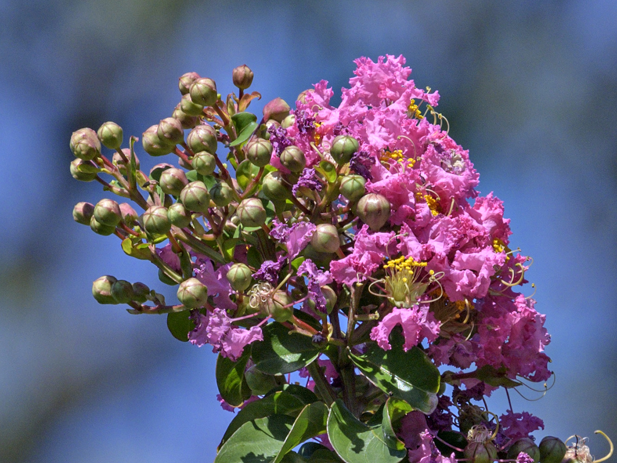Crape and Myrtle