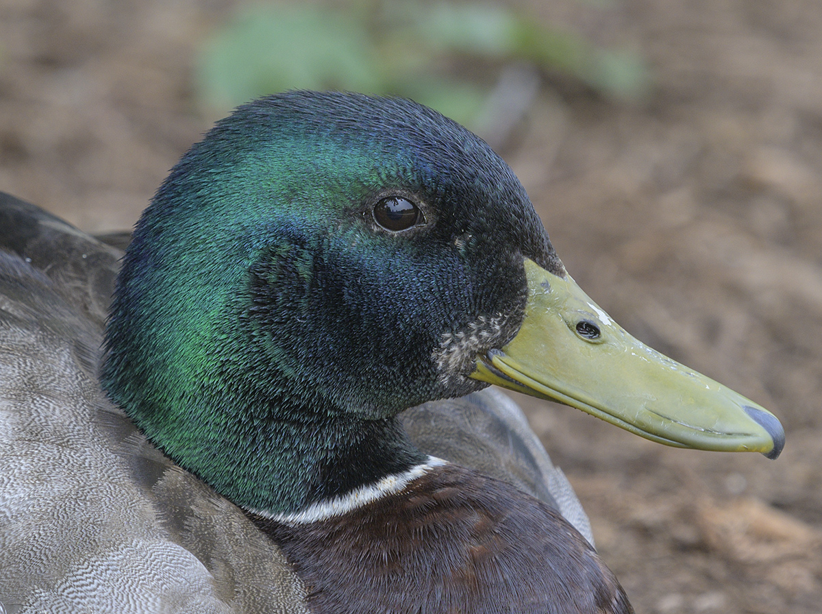 Mallard detail