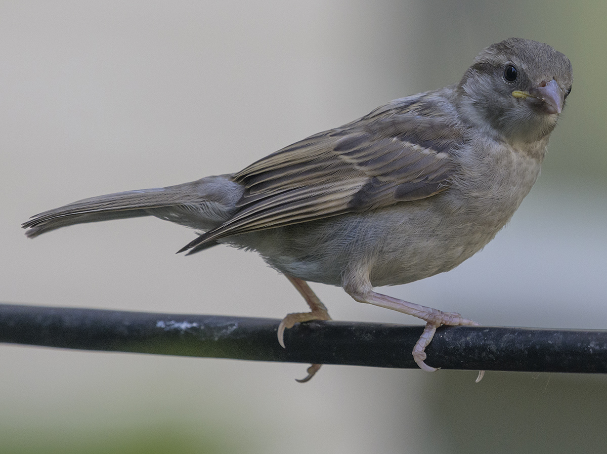Bird on a wire
