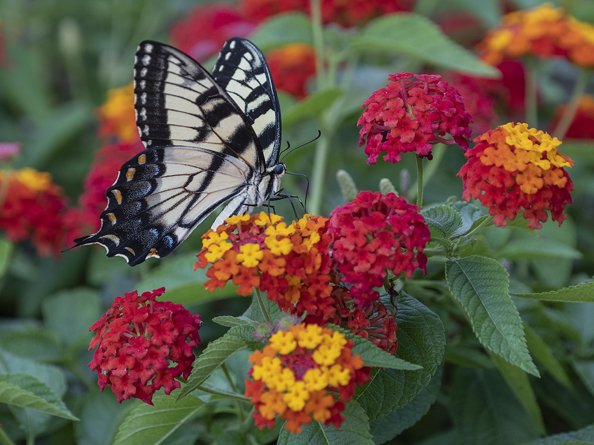 The color-loving butterfly