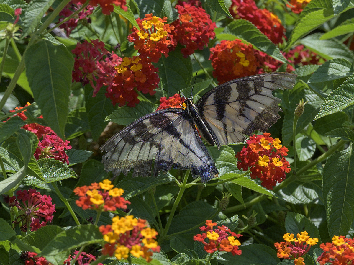 Translucent
