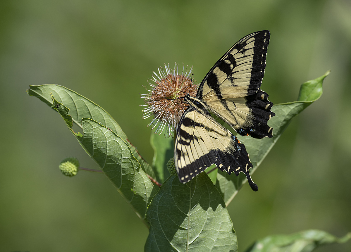 Busy butterfly