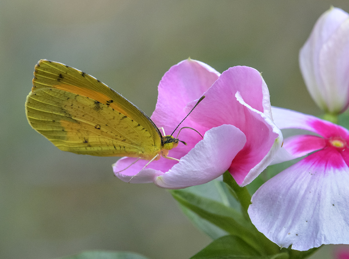 Brilliant yellow