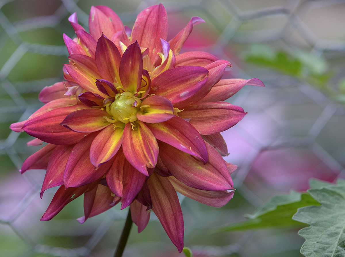Perfect summer flower