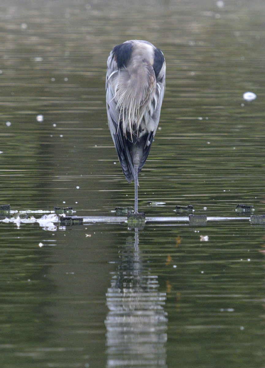Headless heron?