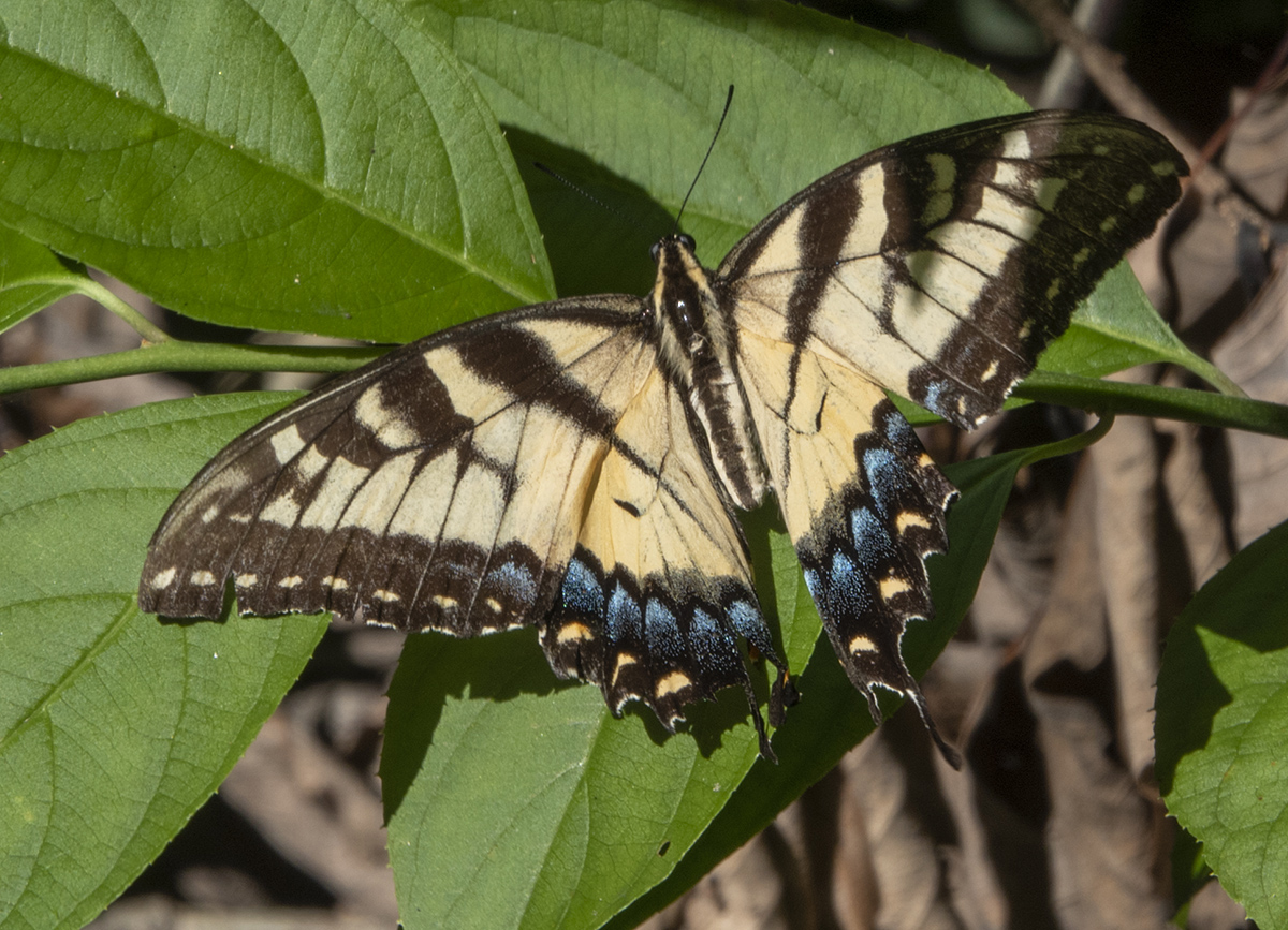 Basking in the sun