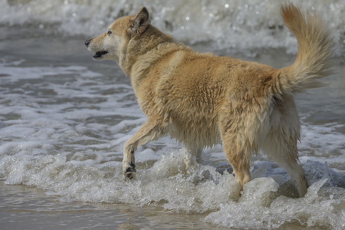Sahraa meets the Atlantic Ocean