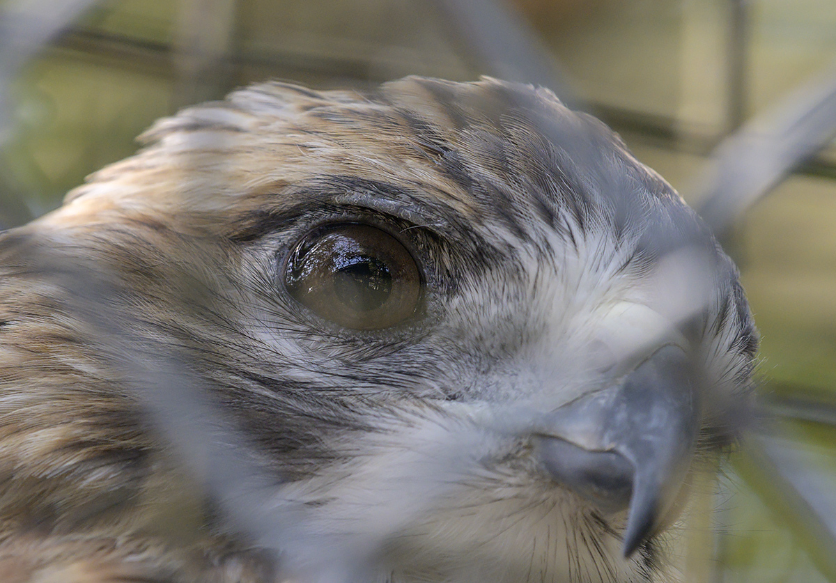 Eye of the hawk