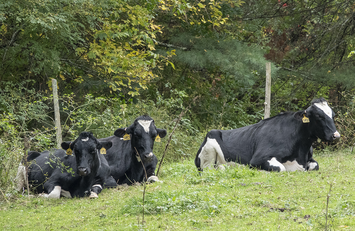 Ben & Jerrys cows