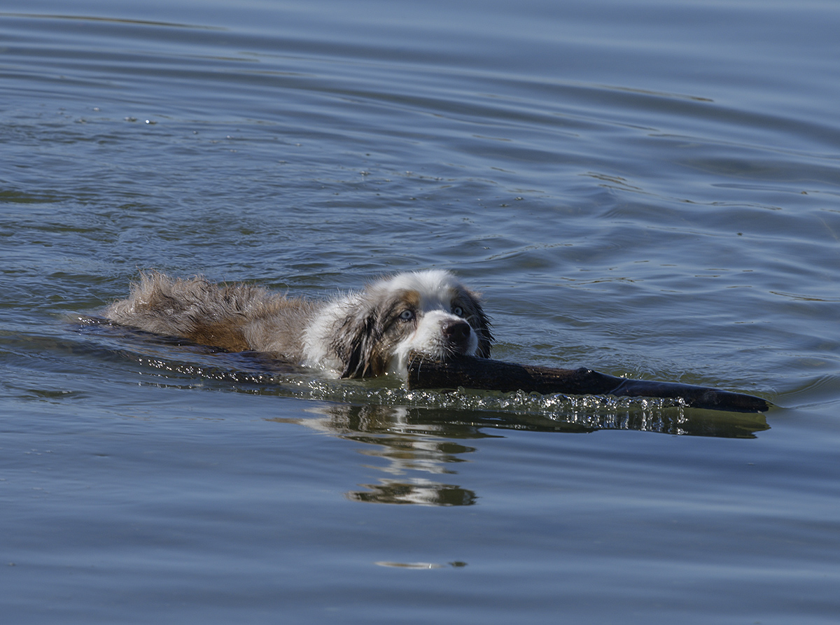 Della the retriever, Long Island, NY