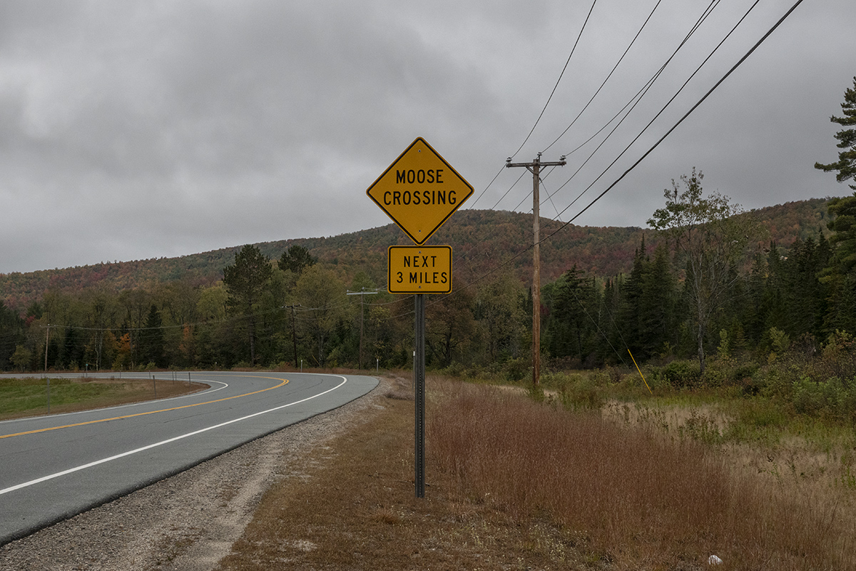 Never saw the moose crossing