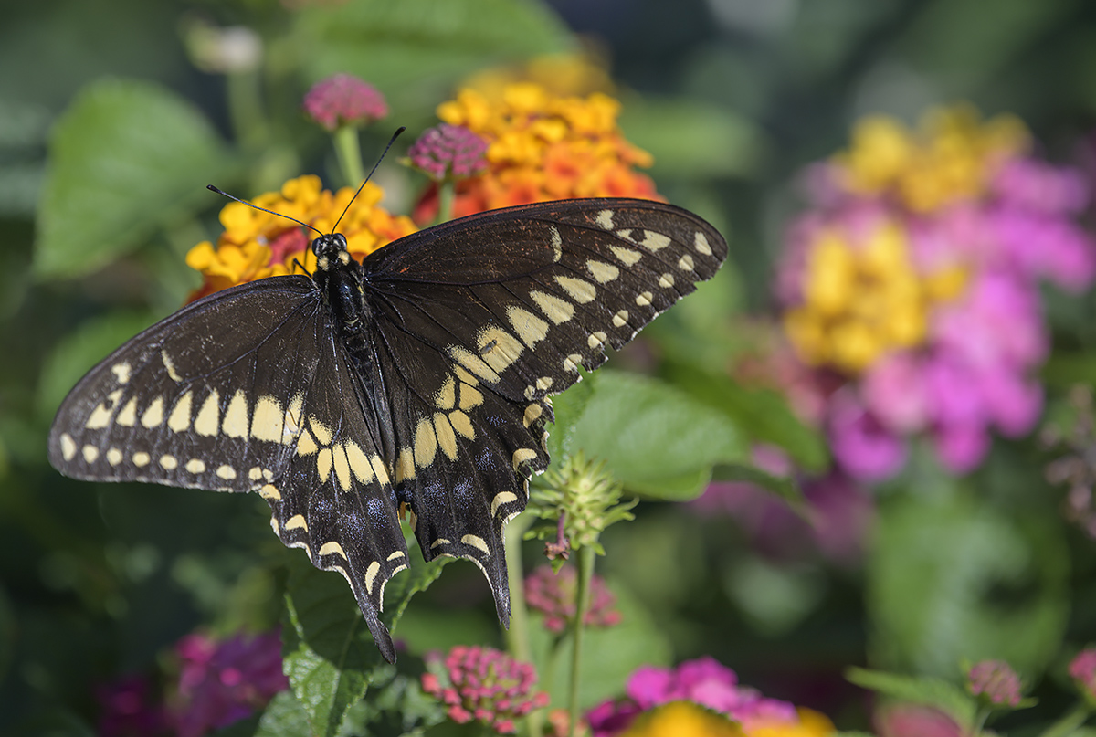 Cape May butterfly