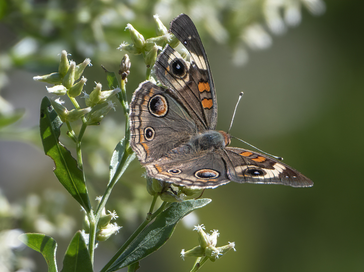 Another Cape May butterfly