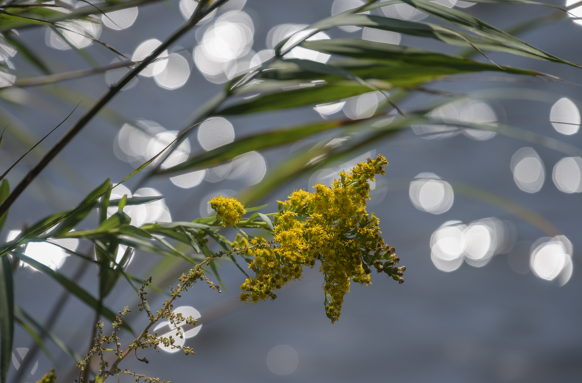 Sparkling water