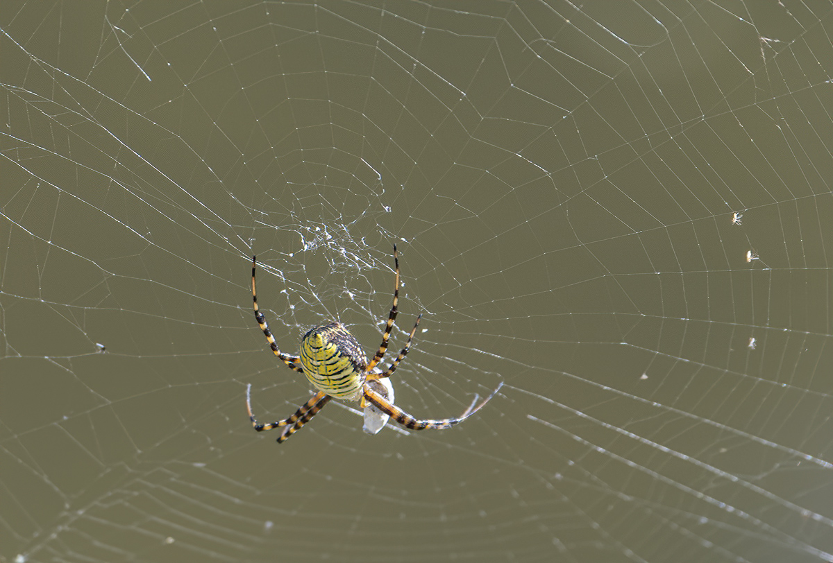Refuge for spiders