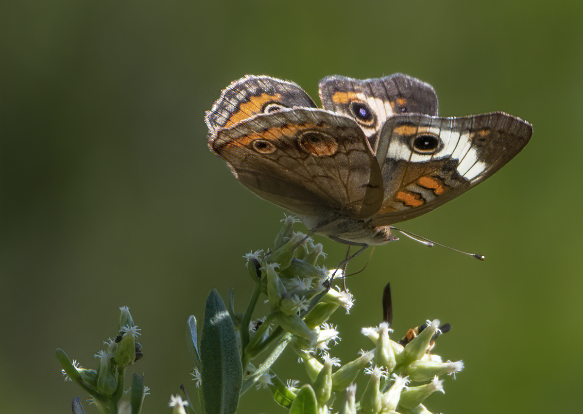 The unusual butterfly