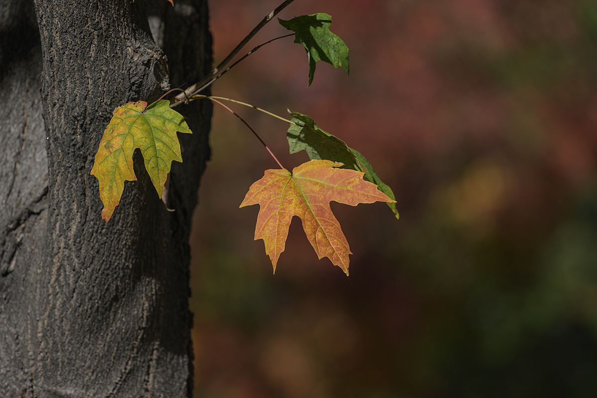 Changing colors