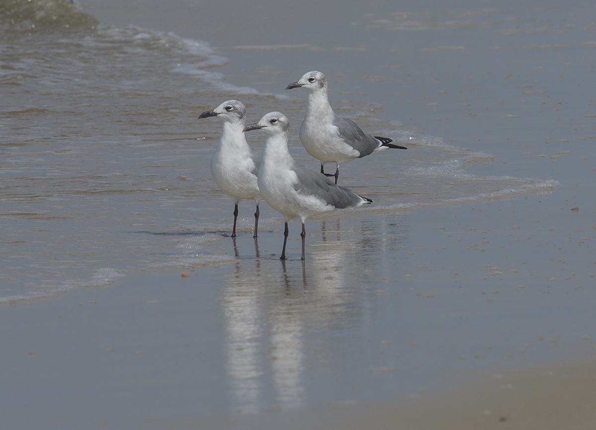 Triplets