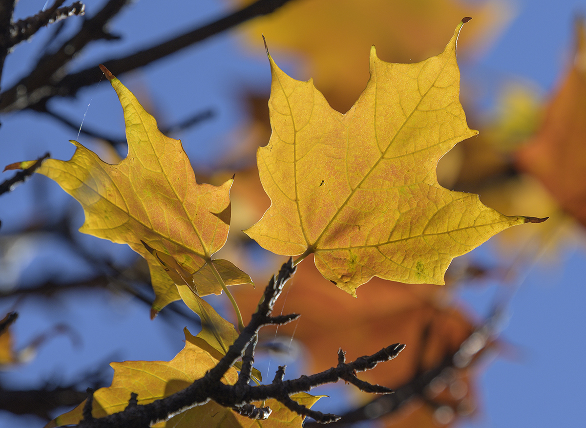 Gold leaf