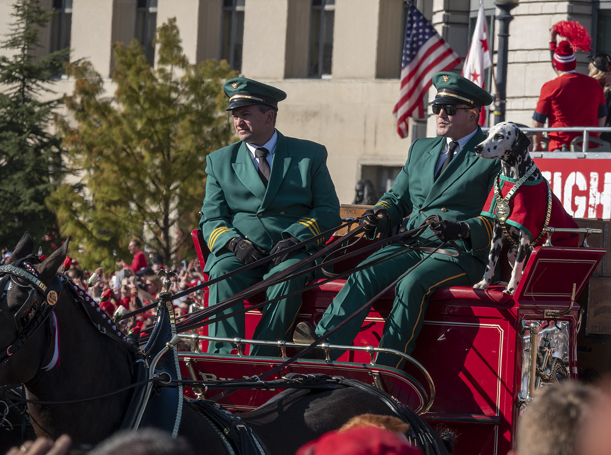 Budweiser Clydesdales and their Dalmatian mascot