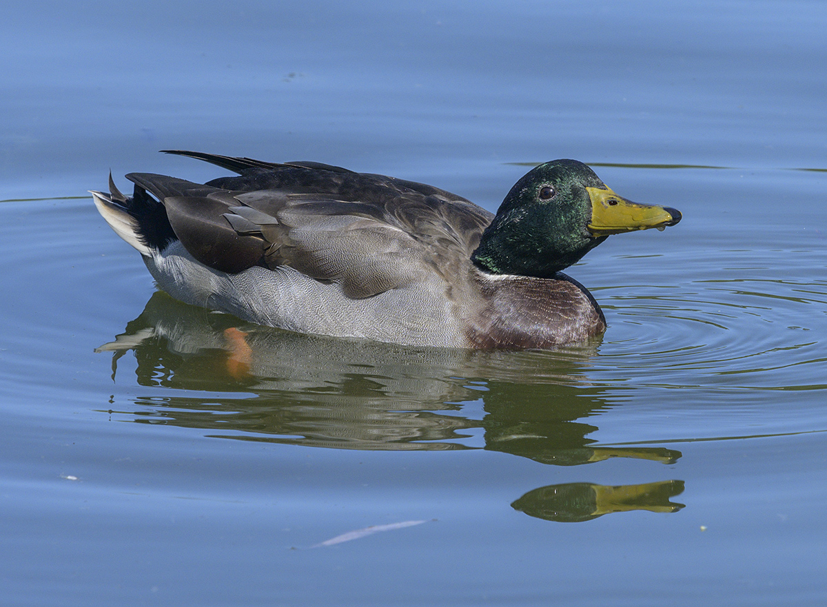 Mallard in triplicate