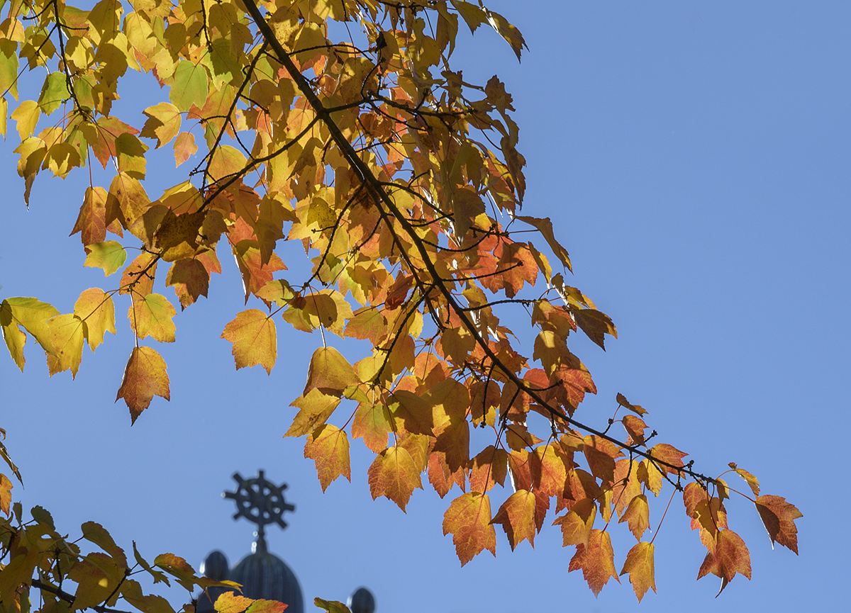 Golden light