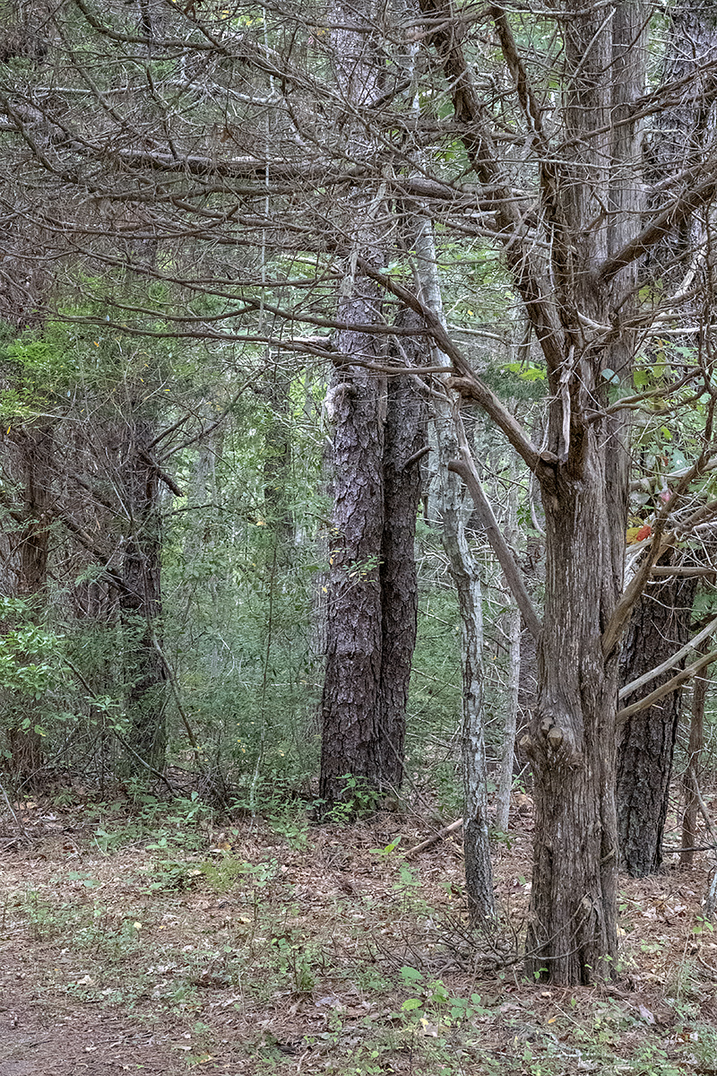 Door on Quogue forest