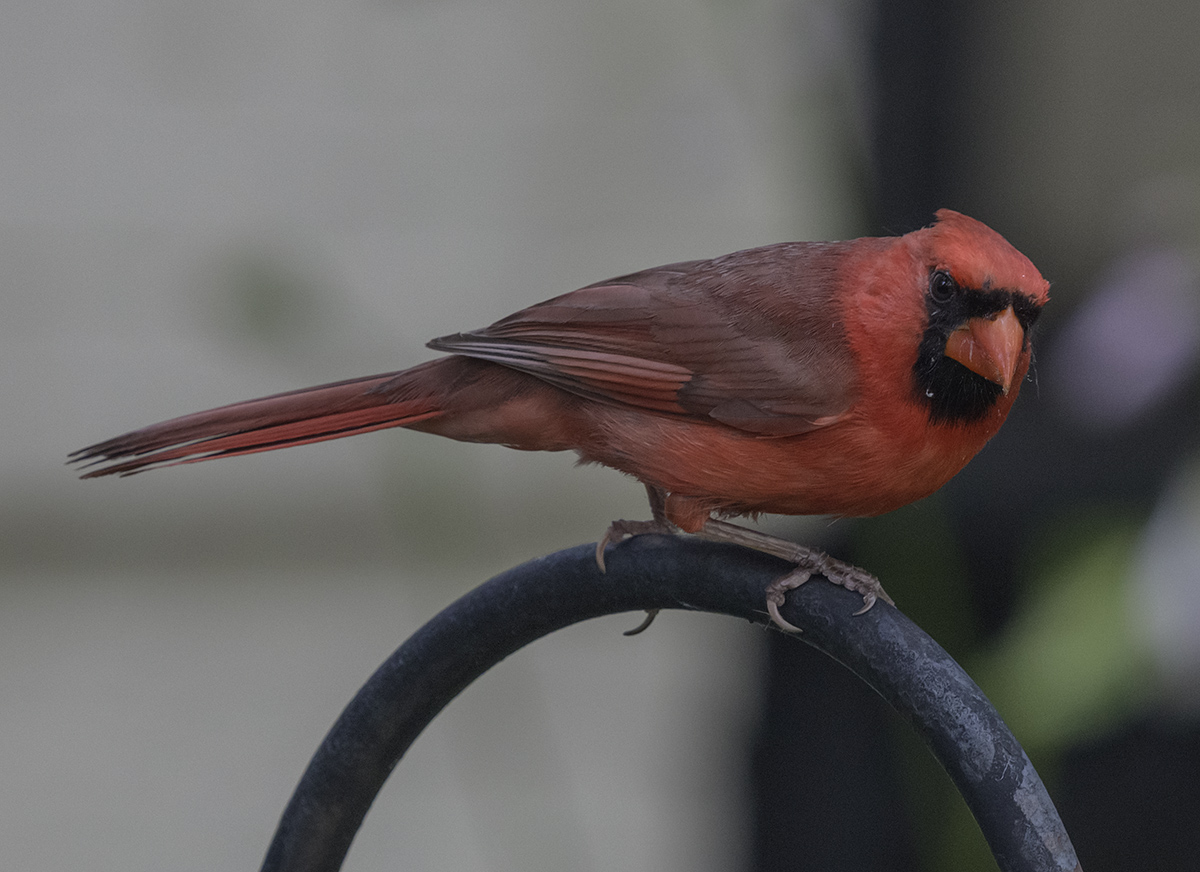Back to Mr. Cardinal