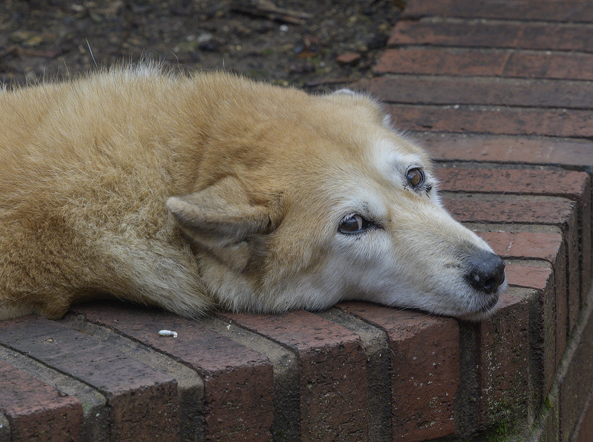 Not a happy camper