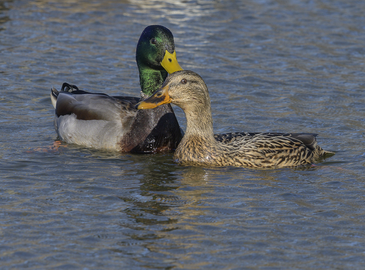 Mallard romance (1): Couple portrait