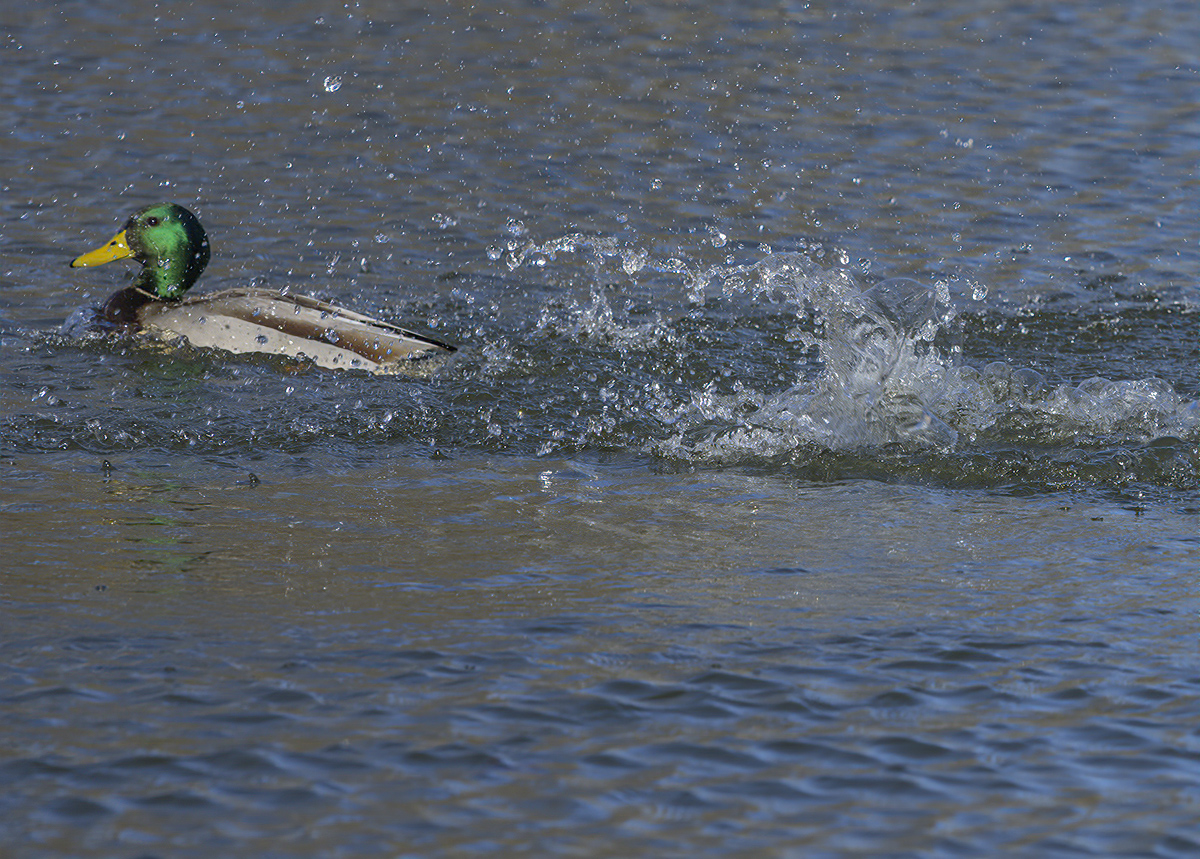 Mallard romance (3): Mr. Mallard hits the road