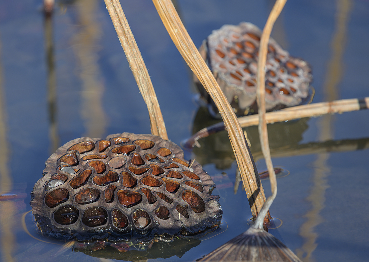Lotus seed head