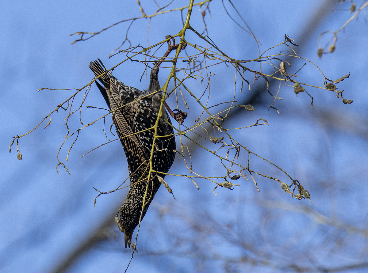 The acrobat