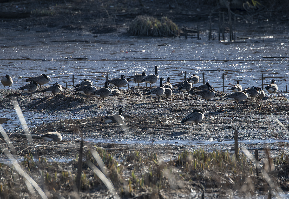 Goose haven