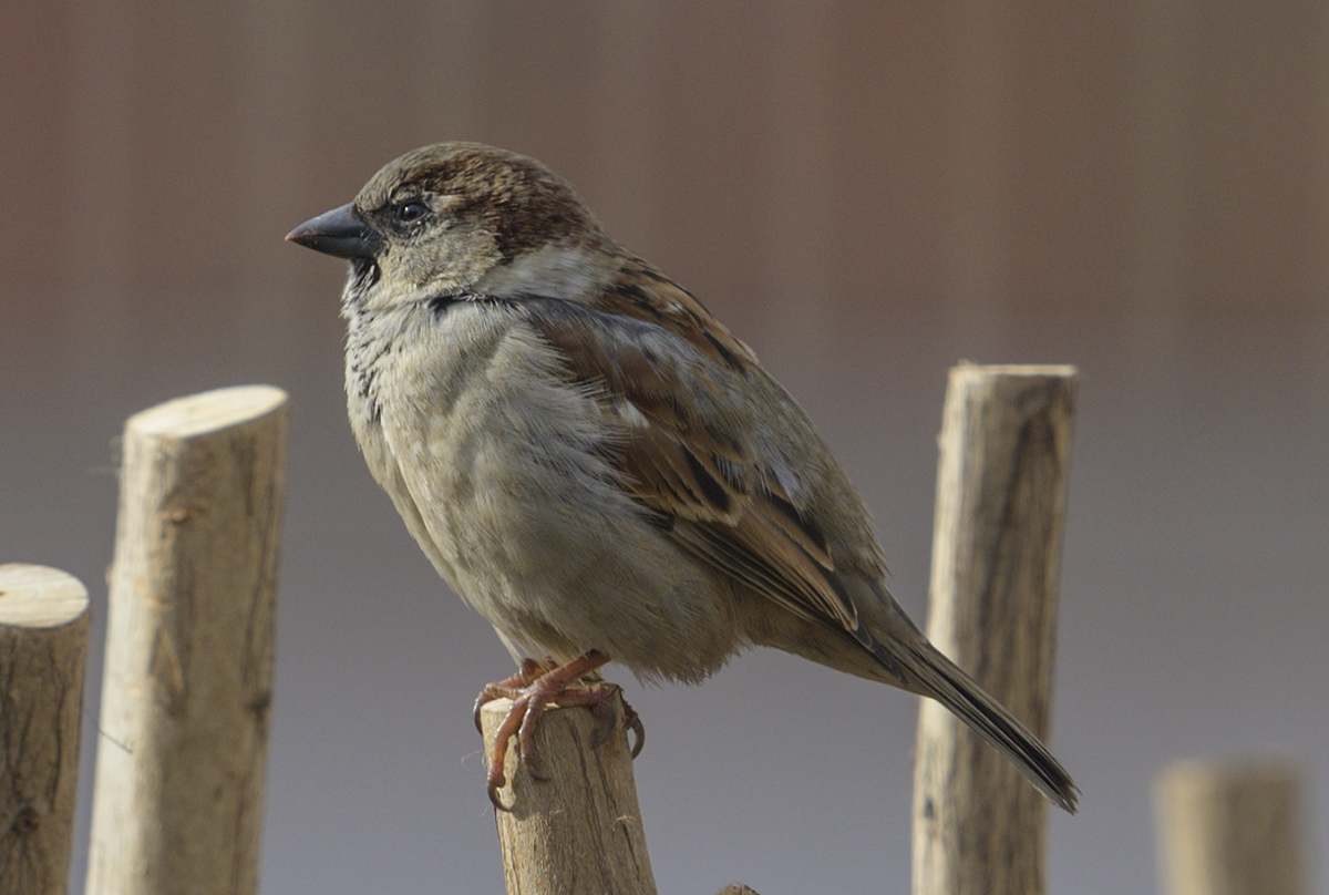 Sparrow and a red brick garage