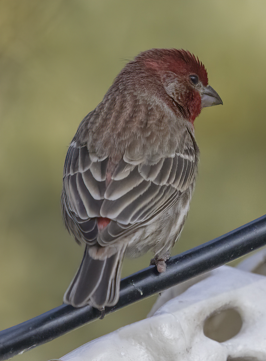 Red head