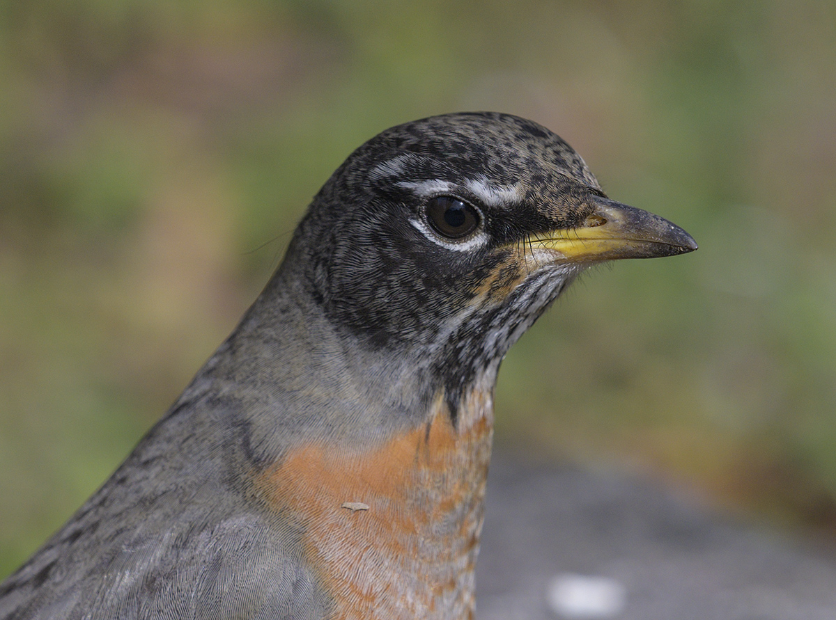 The unperturbed robin