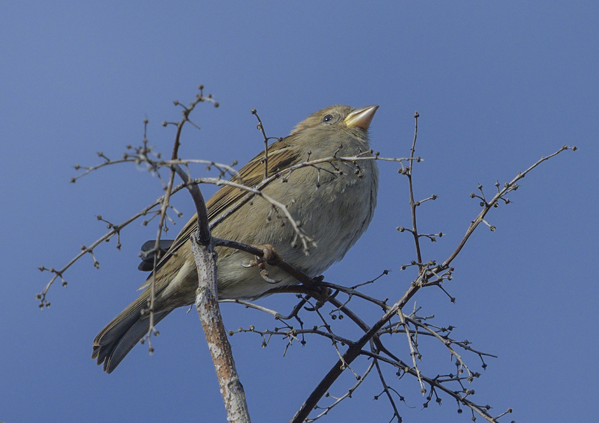 Sparrow in the sun