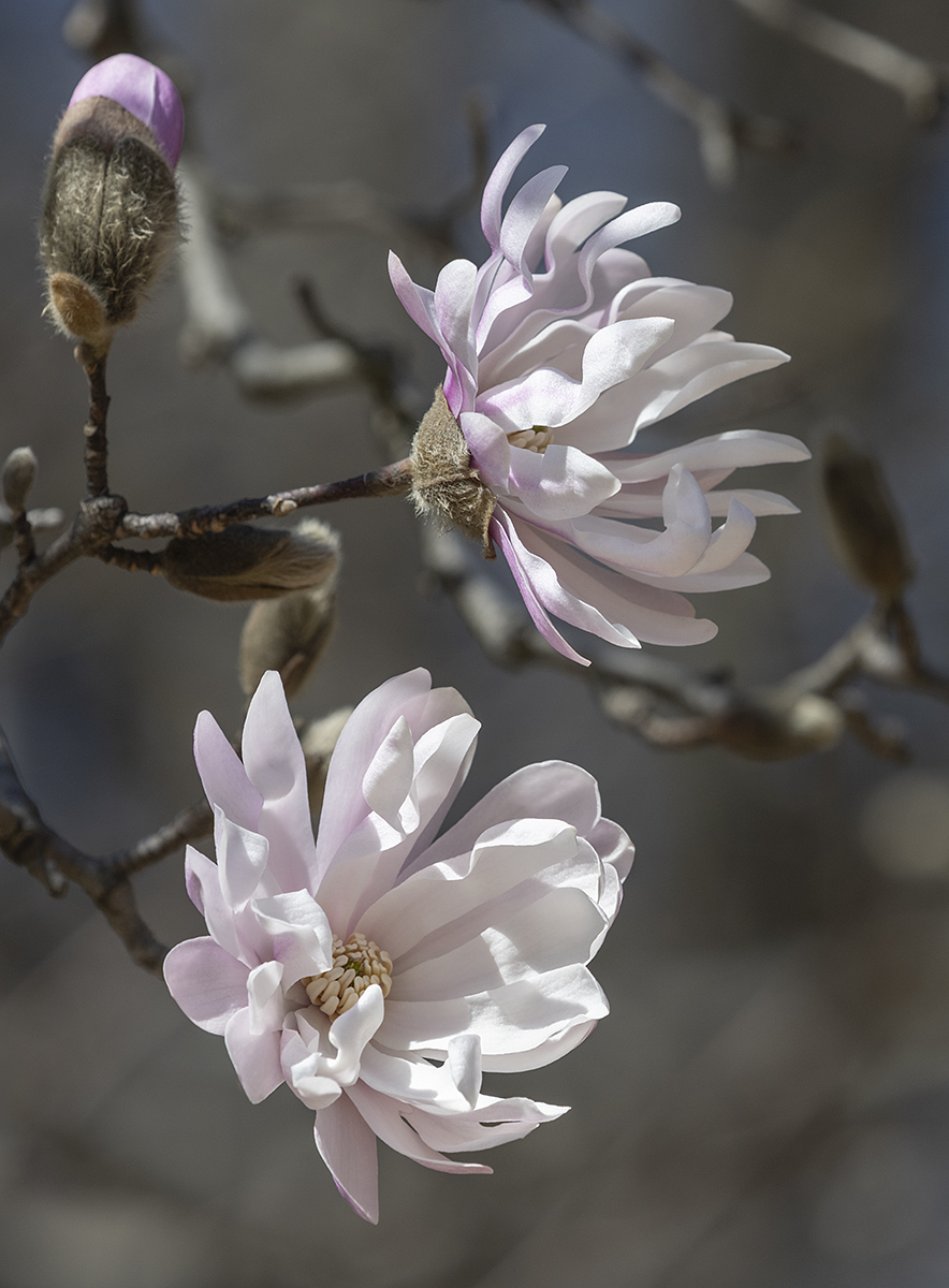 Blooming