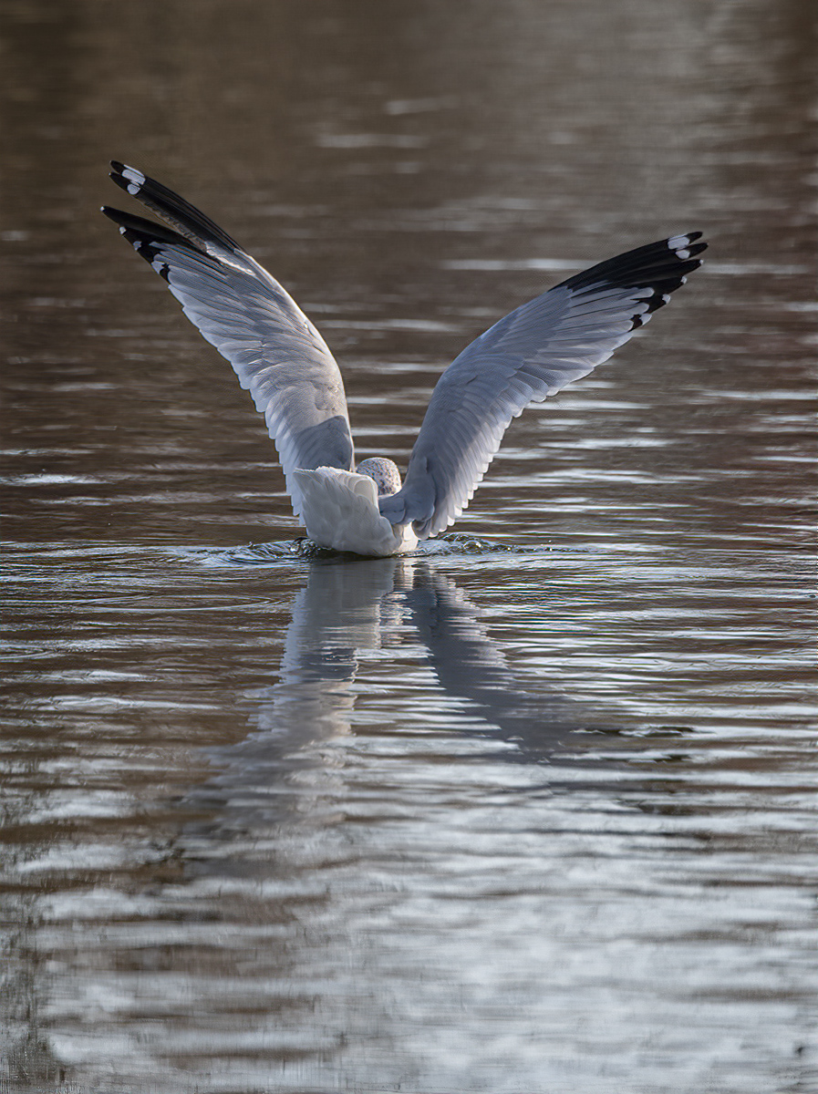 Even seagulls can be majestic!