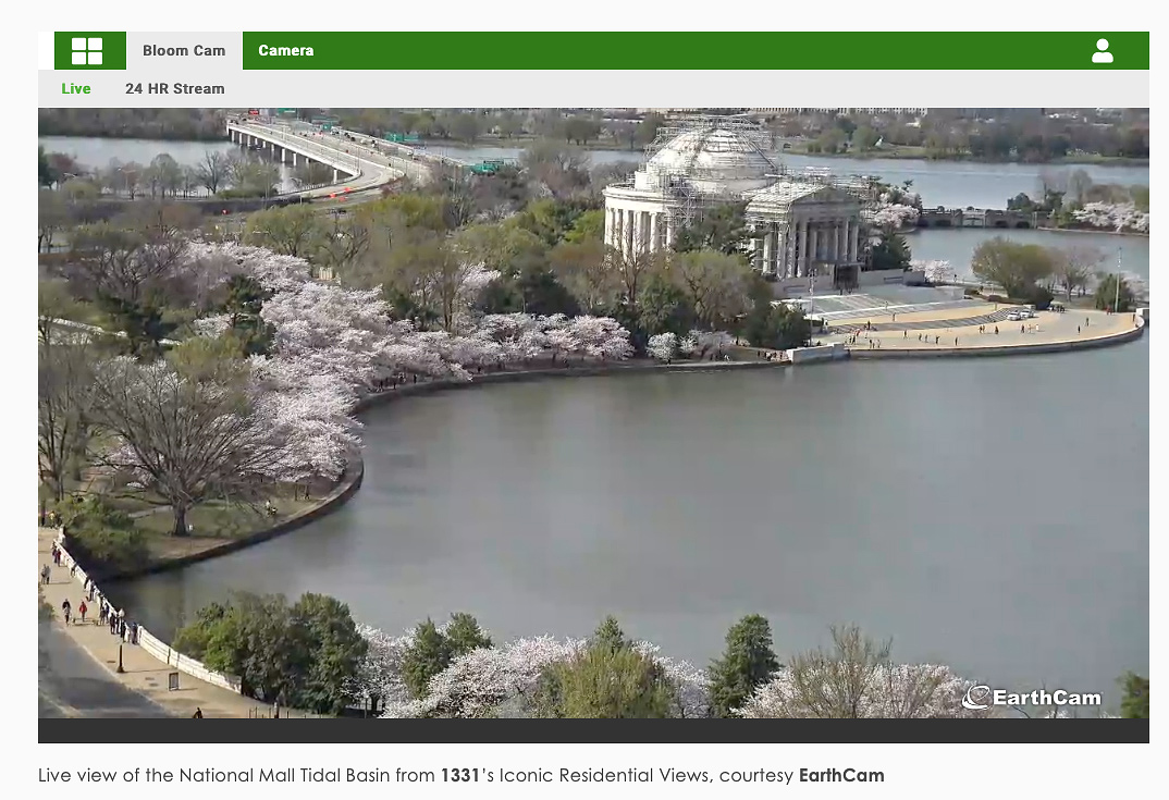 My visit to the cherry blossoms this year
