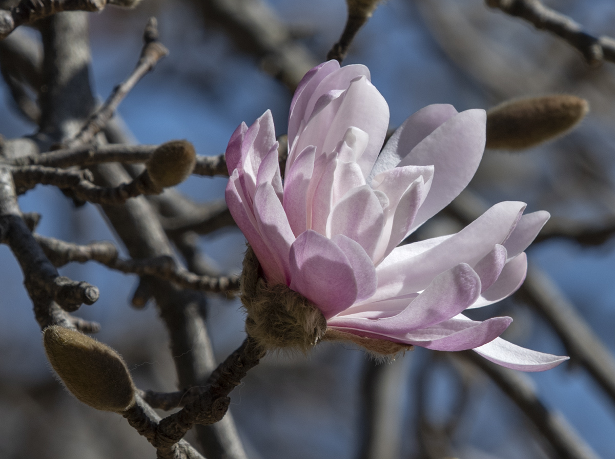 This time its really the last magnolia!